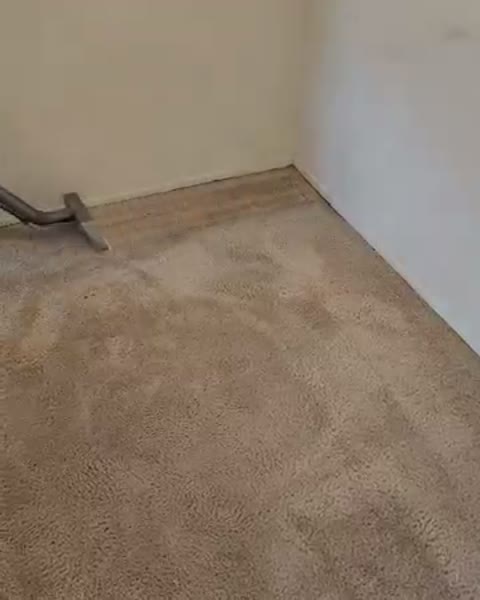 Freshly steam-cleaned bedroom carpet in an HRM home, ready for listing photos